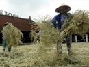 Người dân Phú Châu có thu nhập ổn định nhờ nghề làm nón lá