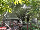 Khu nghỉ dưỡng nhà trên cây "độc nhất vô nhị" ở Hà Nội