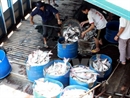 Hội chợ cá tra lần đầu tiên được tổ chức tại Thủ đô Hà Nội