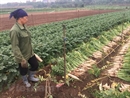 Hà Nội: "Giải cứu" hơn 1.000 tấn củ cải trắng ế ẩm trong 5 ngày tới