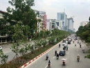 Háo hức chờ những hàng phong lá đỏ sắp tỏa bóng mát ở thủ đô Hà Nội