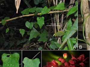 Phát hiện 3 loài thực vật và 3 loài côn trùng mới tại Việt Nam
