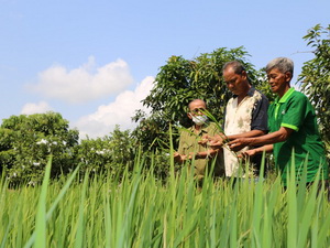 Không tiếp tục gieo trồng giống lúa có tên ''Thiên Đàng''
