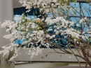 Chưa đến tháng Ba, Hà Nội đã chìm trong sắc hoa sưa nở trắng trời