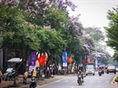 Hoa bằng lăng đổ sắc tím mộng mơ trên nhiều tuyến phố ở Hà Nội