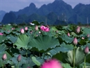 Lạc vào thung lũng hoa sen đẹp nao lòng ở ngoại thành Hà Nội