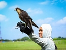 [Photo] Kỹ thuật huấn luyện chim săn mồi của giới trẻ Hà Nội
