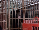 2 cá thể gấu đầu tiên được cứu hộ về ‘ngôi nhà gấu’ tại Bạch Mã
