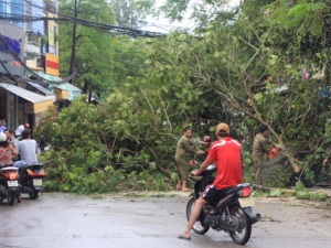 Dư chấn bão số 1 quật ngã nhiều cây lớn ở Hà Nội