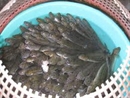 Mắm cá lưỡi trâu - đặc sản vùng U Minh Thượng