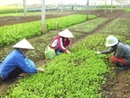 Hà Nội có cơ sở sản xuất rau đạt chuẩn VietGap
