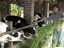 Rét đậm kéo dài, người chăn nuôi ở Hà Nội lo lắng