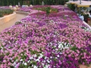 Sáu thảm hoa khổng lồ tại Festival hoa Đà Lạt