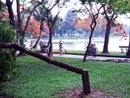 Hà Nội: Thêm 1 cây sưa đỏ bị hạ trong đêm mưa