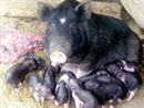 Nghệ An: Đặc sản lợn nít hấp dẫn khách hàng 