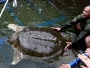 Mở rộng diện tích bể điều dưỡng cho Rùa Hồ Gươm