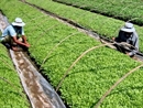 Hà Nội đẩy mạnh khai thác nguồn cung rau xanh