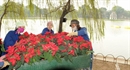 Sắp có lễ hội phố hoa xung quanh hồ Hoàn Kiếm