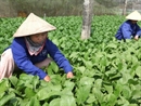 Hà Nội: Giá rau xanh giảm nhờ thời tiết thuận lợi 