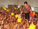 Hà Nội đảm bảo nguồn cung sản phẩm chăn nuôi