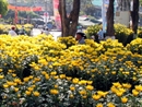 Tưng bừng Hội hoa Xuân ở Đà Nẵng và Huế