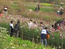 Hà Nội: Thêm "nghề" cho thuê vườn hoa chụp ảnh