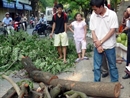 Vẫn tái diễn nạn chặt trộm cây gỗ sưa tại Hà Nội