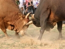 Độc đáo lễ hội chọi bò U Pác Miều tại Cao Bằng